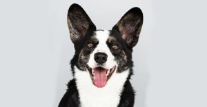 Designer Acres Happy Dog